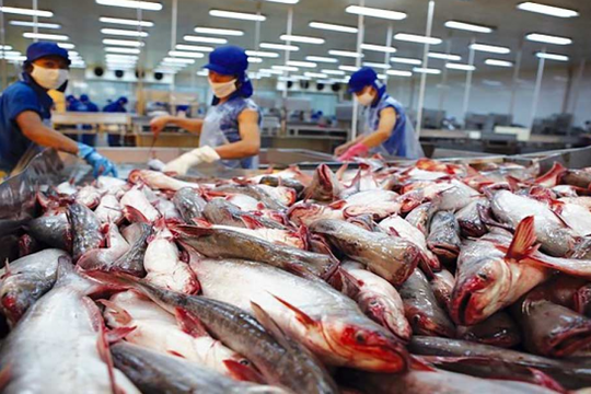 Vĩnh Hoàn (VHC), Nam Việt (ANV) đón tin vui: Xuất khẩu cá tra cả năm có thể đạt 1,8 tỷ USD