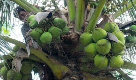 1 trái dừa tại vườn ở Tiền Giang có 3.500 đồng, lên TP.HCM giá 20.000 đồng