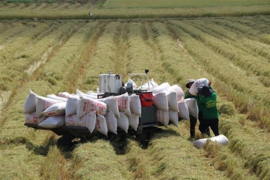 Cần 50.000 tỷ đồng để thu mua lúa gạo phục vụ xuất khẩu, tiền từ đâu?