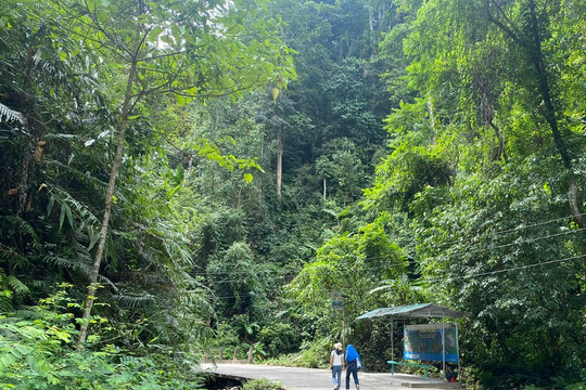 Dịch vụ môi trường rừng: Thu đạt gần 60% kế hoạch