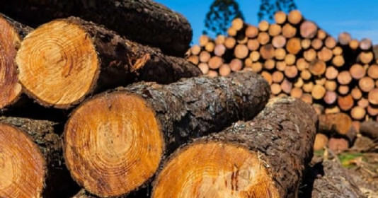 Loại gỗ Việt Nam giá cả tỷ đồng/khối được quý như "báu vật", người Trung Quốc ráo riết săn lùng, mùi hương quý hiếm bậc nhất