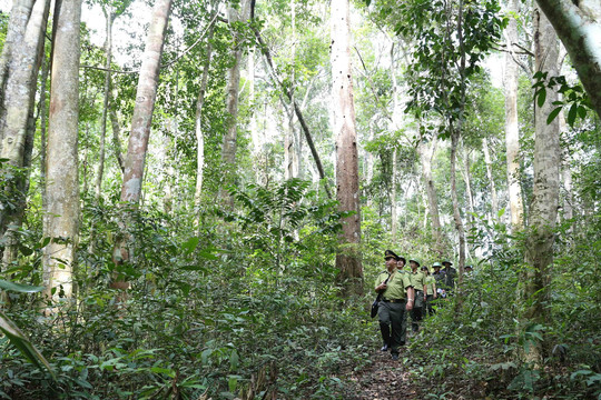 Lâm Đồng tạm hoãn thời gian rà soát, điều chỉnh phân loại rừng