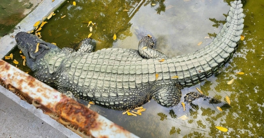 Danh tính người đàn ông nuôi "vua cá sấu" 500kg lớn nhất Việt Nam trong trang trại 10.000m2, tuổi đời 30 năm, dài gần 5m
