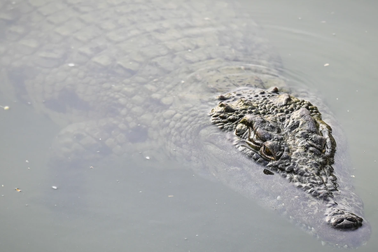 Cá sấu tung hoành tại Trung Quốc sau lũ lụt