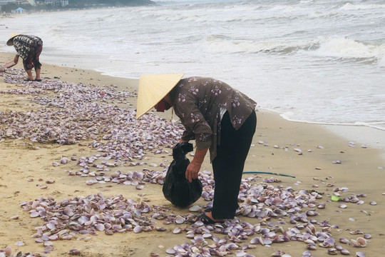 'Lộc biển' dạt vào bờ chất đống, người Hà Tĩnh đổ xô ra nhặt