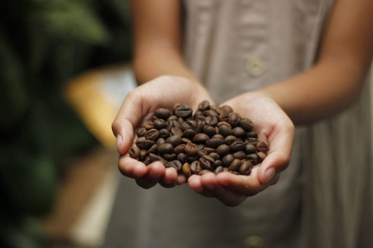 Từng IPO với giá hơn 57.000 đồng/cổ phiếu, Cà phê Thuận An lần đầu trả cổ tức sau cổ phần hóa