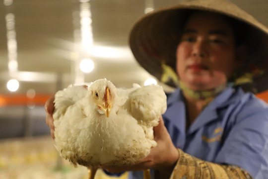 Thu 2,5 tỷ đồng mỗi năm nhờ chuyển đổi đất làm trang trại nuôi gà công nghiệp