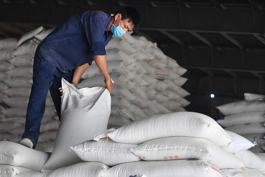 Đối thủ 'trượt dốc', giá gạo Việt xuất khẩu neo cao, đắt nhất thế giới