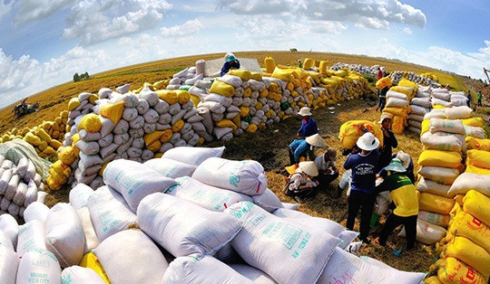 Giá gạo xuất khẩu tăng cao, một quốc gia chọn mua lượng gạo lớn từ Việt Nam