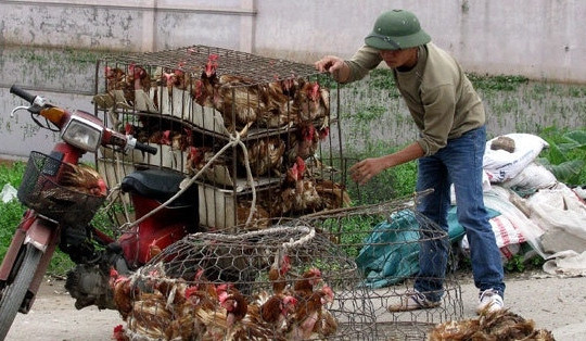 Lợn gà lậu tấn công, người chăn nuôi lao đao, doanh nghiệp lỗ nặng