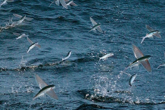 Việt Nam có loài cá duy nhất biết bay như chim trên thế giới: Là đặc sản nổi tiếng của miền Trung, vừa chống đột quỵ lại hạ đường huyết