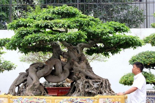 Tận mục vườn cây cảnh triệu đô, có một không hai Việt Nam của đại gia Phú Thọ: Bỏ hàng trăm tỷ "chơi cây" trong chưa đầy 10 năm
