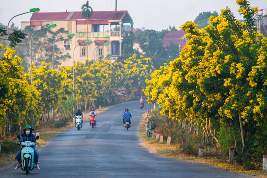 Con đường nở hoa chuông vàng rực rỡ ở ngoại thành Hà Nội gây 'bão mạng'