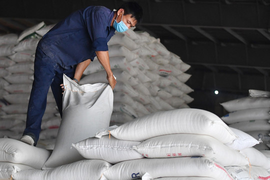 Giá gạo Việt lập đỉnh lịch sử, lợi nhuận 'ông lớn' vẫn lao dốc