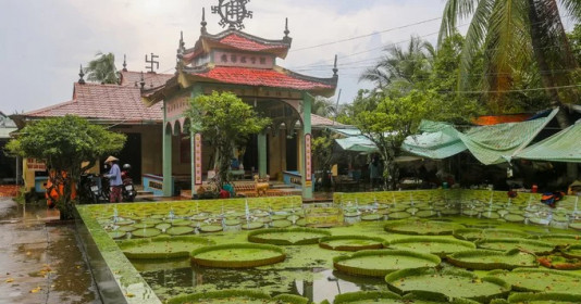 Độc đáo ngôi chùa hơn trăm tuổi, rộng 5.000m2 ở Việt Nam "nuôi" loại lá sen khổng lồ, “cõng” được người nặng tới 80kg