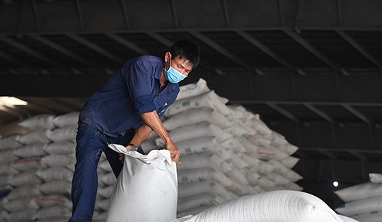 Giá gạo Việt xuất khẩu đắt nhất thế giới, vừa mừng vừa lo