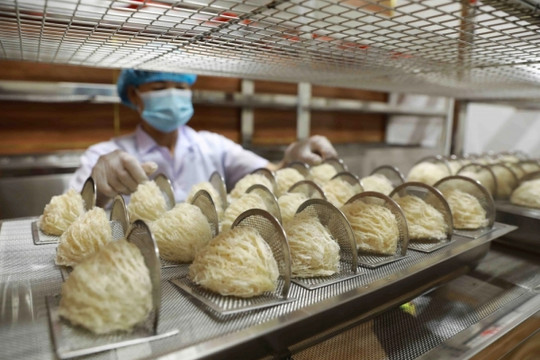 Lộ diện doanh nghiệp Việt đầu tiên được xuất khẩu tổ yến sang Trung Quốc