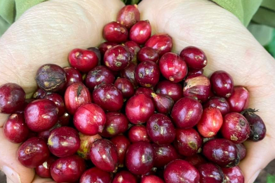 Doanh nghiệp nỗ lực đưa thương hiệu cà phê Việt Nam ra thế giới
