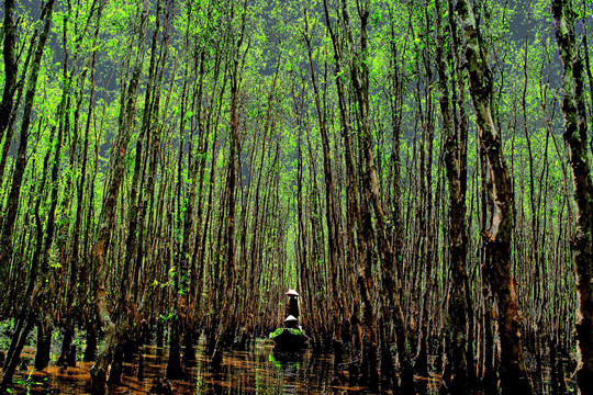 Việt Nam đã phục hồi hơn 4.000 ha rừng ngập mặn