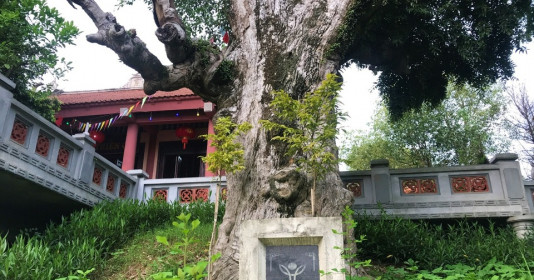 Chiêm ngưỡng “đại mộc thần” hơn 2.000 năm tuổi trong ngôi đền cổ, được trao danh hiệu "cây di sản Việt Nam"