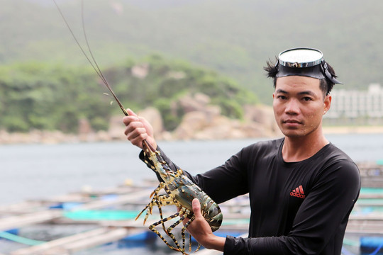 Người nuôi tôm hùm bạc tỷ trên vịnh Vân Phong điêu đứng