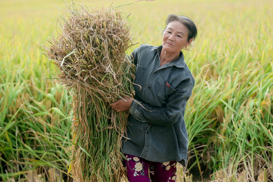 Nông dân thắng lớn: Trồng dưa lưới thu 1,5-3 tỷ/ha, làm lúa lãi 83.000 tỷ đồng