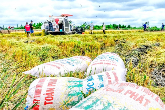 Gạo Việt quay đầu giảm giá vẫn đắt nhất thế giới, gạo Thái Lan tăng mạnh