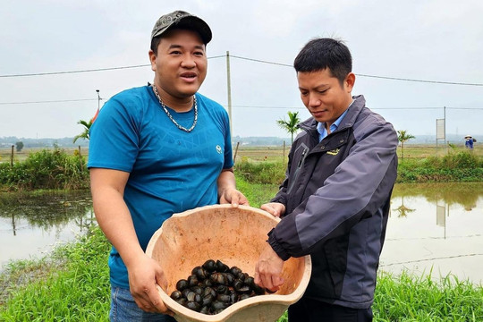 Kỹ sư về làng nuôi ốc bươu đen, lãi vài trăm triệu mỗi năm