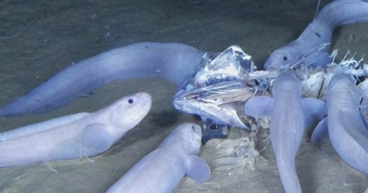 Loài cá kỳ lạ nằm ở độ sâu hơn 6.000m dưới đại dương, đặc biệt không có vảy, khi vớt lên mặt biển có thể tan chảy