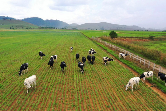 Sau kế hoạch sang Lào nuôi bò, TDG Global sắp rót tiền làm thêm cụm công nghiệp