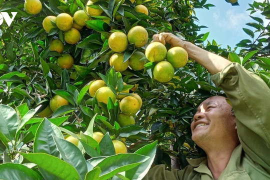 Từ tỉnh nghèo, Sơn La thành ‘hiện tượng nông nghiệp’ của cả nước