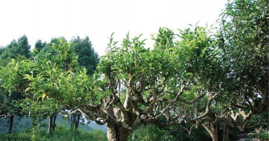 Loại đặc sản đắt đỏ bậc nhất Việt Nam chỉ sống trên núi cao, có cây cổ thụ 500 tuổi được trả hơn 6 tỷ