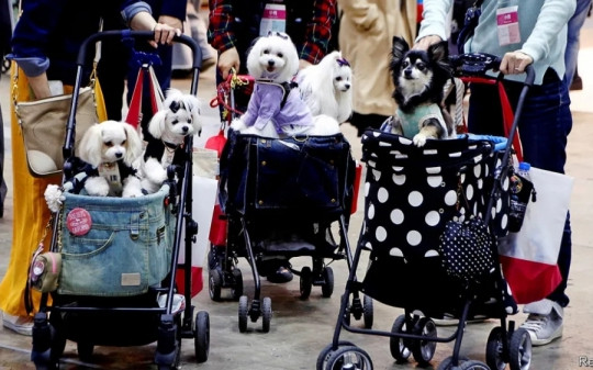 Tỷ lệ sinh thấp nhất thế giới, Hàn Quốc ghi nhận xe đẩy thú cưng bán chạy hơn cả xe đẩy trẻ em