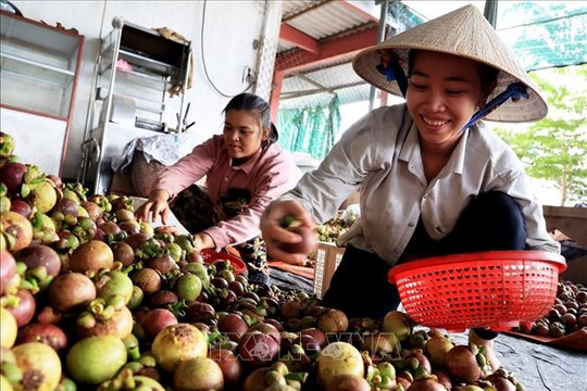 Xuất khẩu rau quả của Việt Nam tăng cao kỷ lục năm 2023