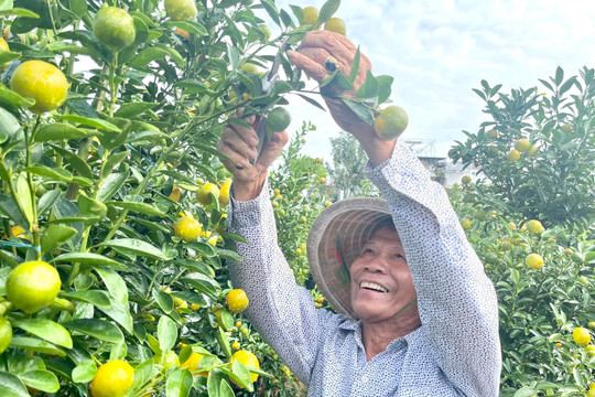 'Thủ phủ' quất cảnh miền Trung kỳ vọng thắng lớn vụ Tết