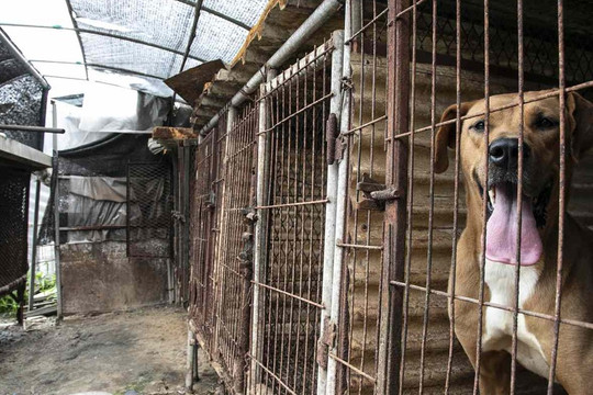 Hàn Quốc sắp tiến tới lệnh cấm tiêu thụ thịt chó