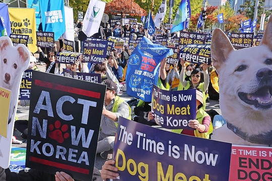 Người dân Hàn Quốc phản ứng thế nào về luật cấm thịt chó?