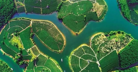 Chiêm ngưỡng ‘đảo chè’ độc đáo có cảnh sắc đẹp như phim, nằm nổi bật giữa bốn bề sông nước ở miền Trung Việt Nam