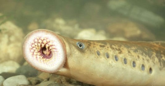 Loài cá ‘quái vật biển sâu’ mang cái tên ghê rợn: Là đặc sản, giá lên đến 400.000 đồng/kg nhưng vẫn được nhiều người ‘săn lùng’