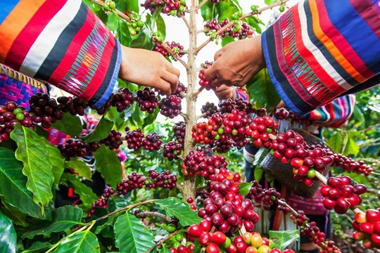 Giá cà phê cao chưa từng có, doanh nghiệp Việt kín đơn hàng