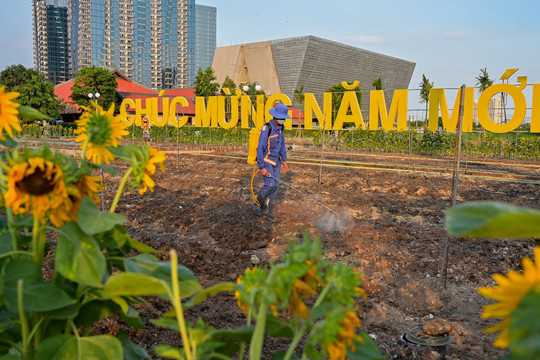 Công viên bên sông Sài Gòn có thêm 20.000 cây hoa hướng dương đón Tết Nguyên đán