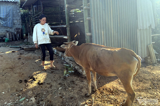 Tiết lộ sự thật trang trại 'ma' của đơn vị cấp bò giống cho hộ nghèo ở Điện Biên