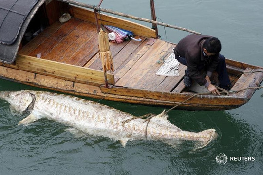 Bí ẩn về loài 'quái ngư' dưới lòng sông Dương Tử: Dài tới 8m, nặng hơn 600kg, là loài cá cổ đã có tuổi thọ hàng trăm năm