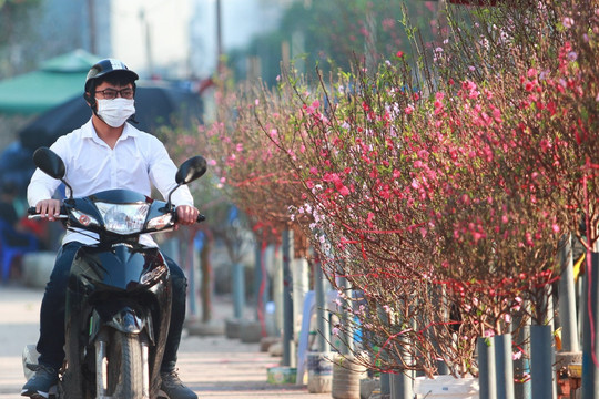 Các chợ bán hoa đào ở Hà Nội bắt đầu phục vụ Tết