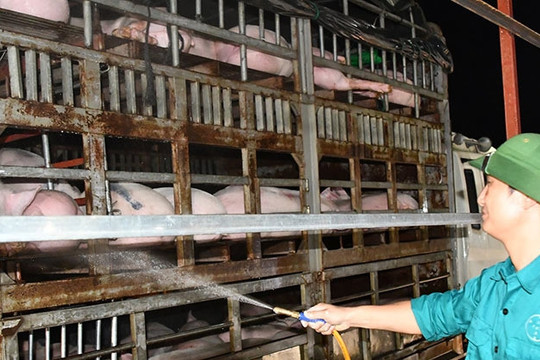 Mỗi đêm 6.000-7.000 con lợn nhập lậu đổ về, người chăn nuôi cầu cứu Thủ tướng