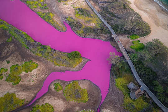 Hồ nước biến thành màu hồng cánh sen chỉ vì một lý do