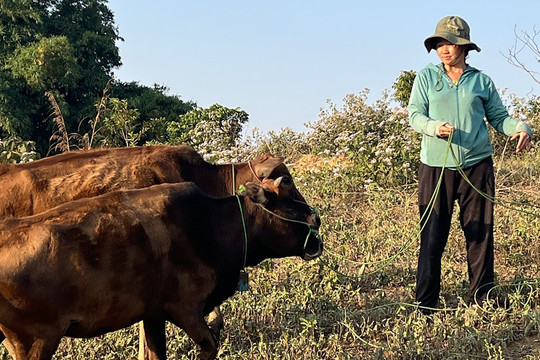 Chủ tịch Lào Cai, Điện Biên chỉ đạo làm rõ hồ sơ giả đơn vị cấp bò cho hộ nghèo