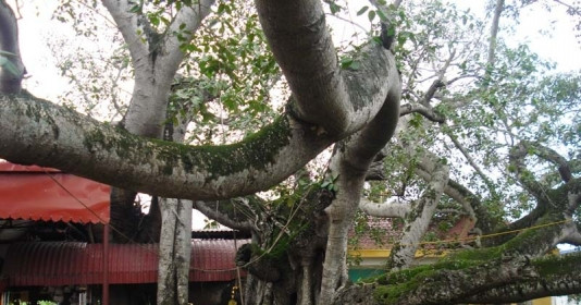 Cây đa cổ thụ 13 gốc lớn nhất Việt Nam cao 10m, có tuổi đời trên 300 năm, được công nhận là cây di sản