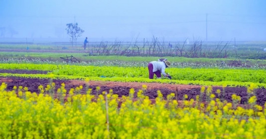Ngôi làng ở một tỉnh miền Trung Việt Nam bất ngờ nổi tiếng, thu hút đông đảo du khách tìm đến bởi cánh đồng hoa cải nở vàng rực đẹp như phim