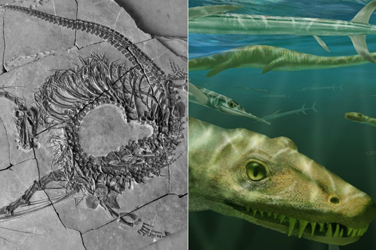 Phát hiện hóa thạch hoàn chỉnh 'rồng Trung Quốc' sống cách đây 240 triệu năm